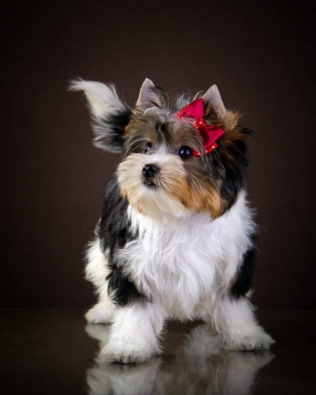 Бивер йоркширский терьер - описание породы и характера, содержание йоркшир бивера