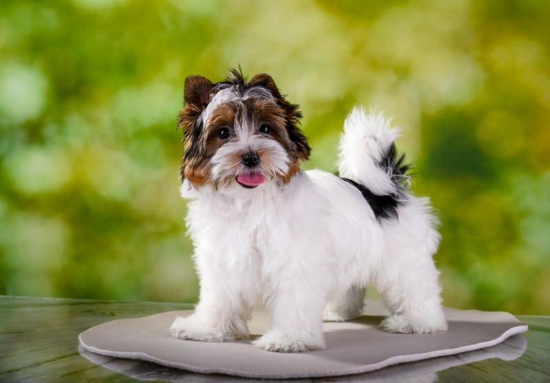 Бивер йоркширский терьер - описание породы и характера, содержание йоркшир бивера