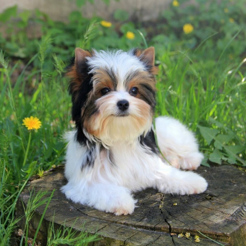 Бивер йоркширский терьер - описание породы и характера, содержание йоркшир бивера