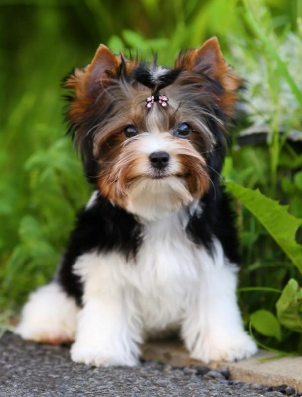 Бивер йоркширский терьер - описание породы и характера, содержание йоркшир бивера