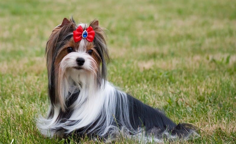 Бивер йоркширский терьер - описание породы и характера, содержание йоркшир бивера