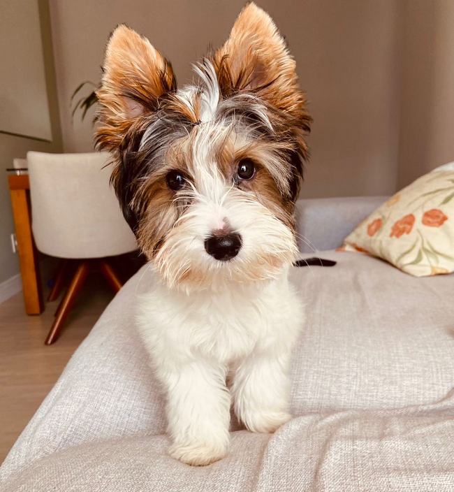 Бивер йоркширский терьер - описание породы и характера, содержание йоркшир бивера