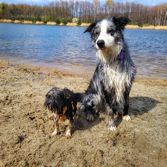 Бивер йоркширский терьер - описание породы и характера, содержание йоркшир бивера