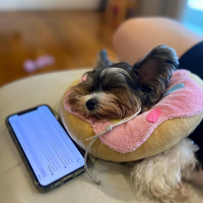 Бивер йоркширский терьер - описание породы и характера, содержание йоркшир бивера