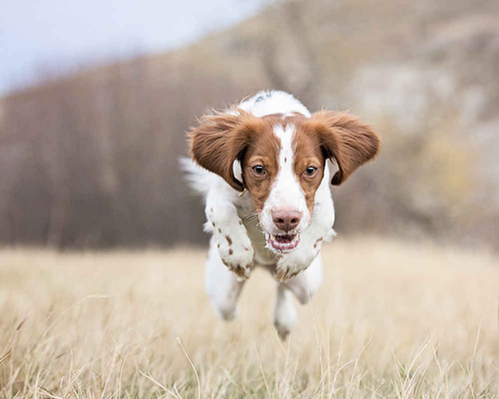 Бретонский эпаньоль бежит по полю