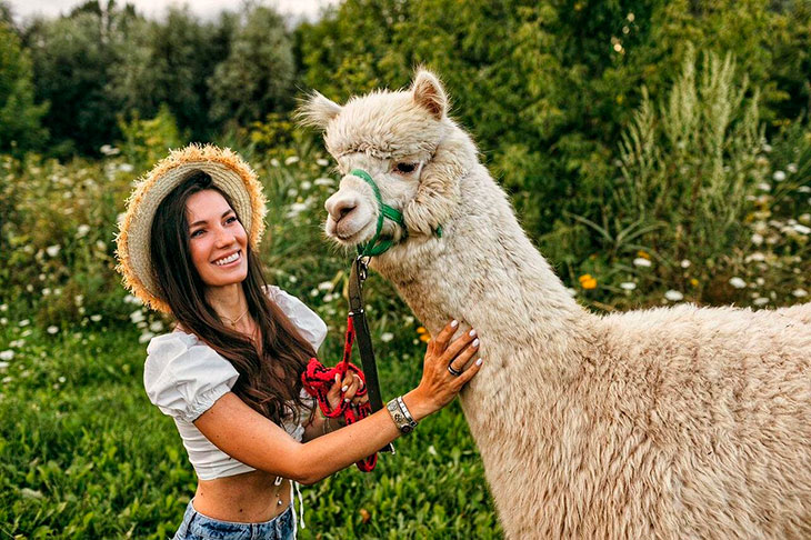 Альпака (Vicugna pacos)