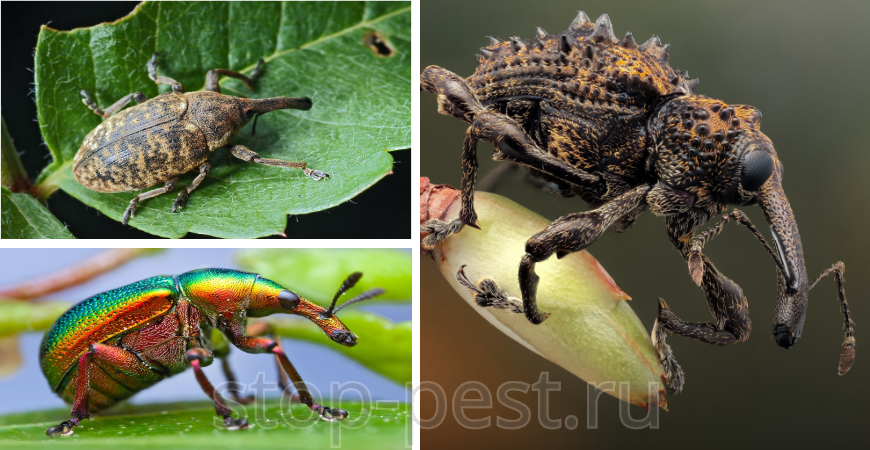 Долгоносик - разнообразие видов (слайд 4/5)