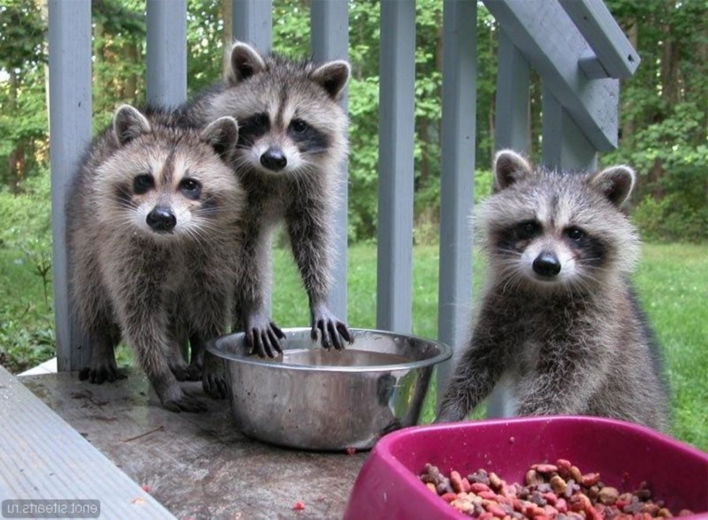 Еноты в доме