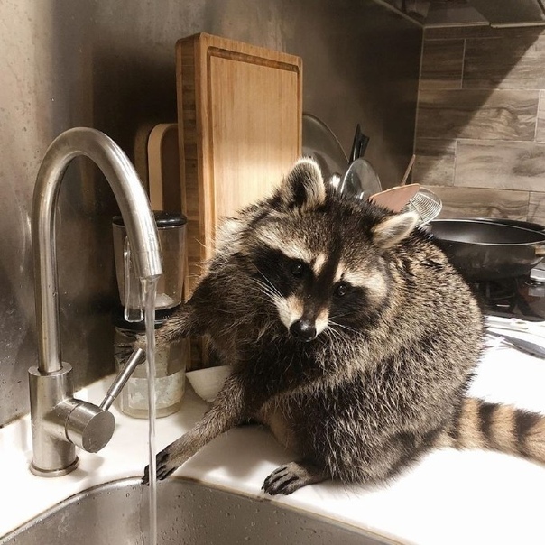 Домашний енот