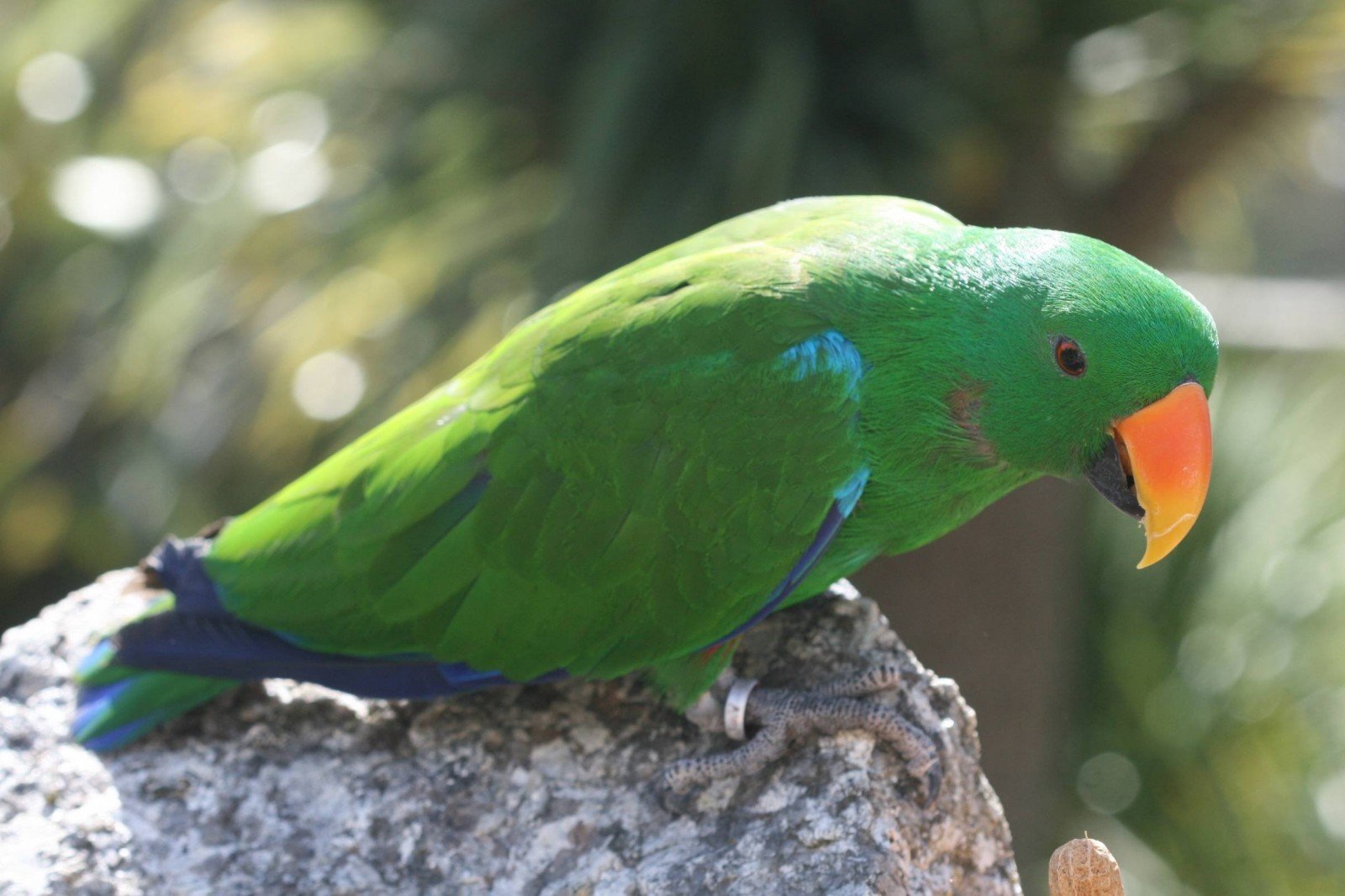 Eclectus infectus