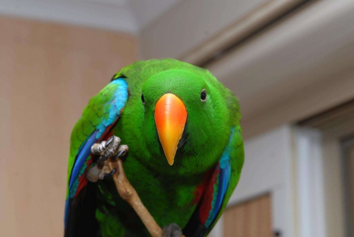 Эклектус попугай