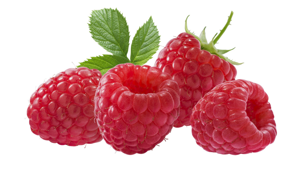 Попугай какарик: внешний вид, содержание, как приручить