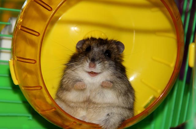 Джунгарский хомячок