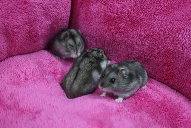 Джунгарские хомяки