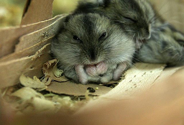 Джунгарские хомяки