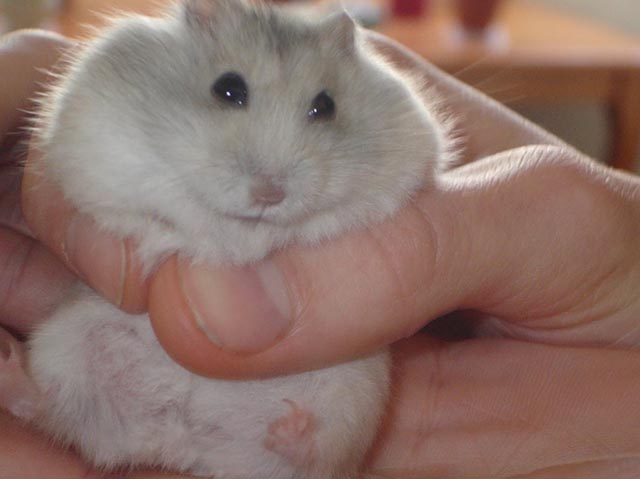 Беленький джунгарский хомячок
