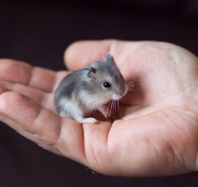 Джунгарский карликовый хомяк