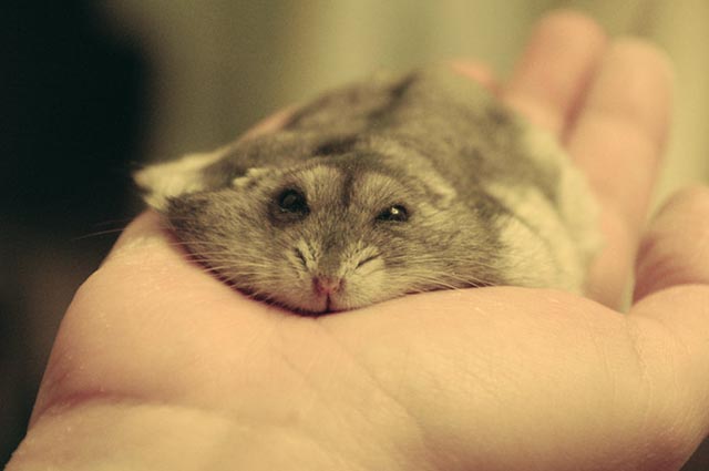 Джунгарский хомячок Лежит на руке