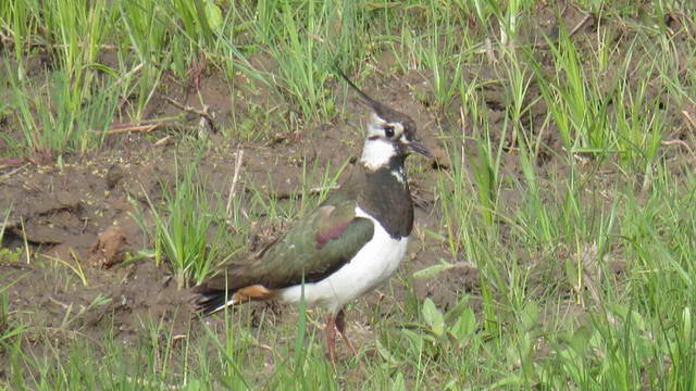 Какие виды птиц улетают зимой из России на юг, в тёплые края перезимовать