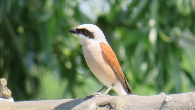 Какие виды птиц улетают зимой из России на юг, в тёплые края перезимовать