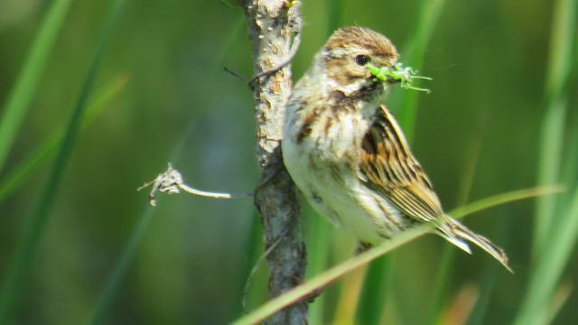 Какие виды птиц улетают зимой из России на юг, в тёплые края перезимовать