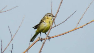 Какие виды птиц улетают зимой из России на юг, в тёплые края перезимовать