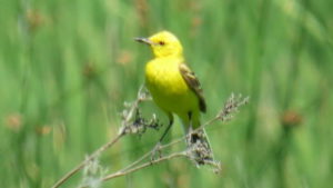 Какие виды птиц улетают зимой из России на юг, в тёплые края перезимовать