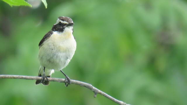 Какие виды птиц улетают зимой из России на юг, в тёплые края перезимовать