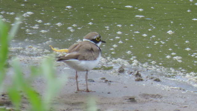 Какие виды птиц улетают зимой из России на юг, в тёплые края перезимовать