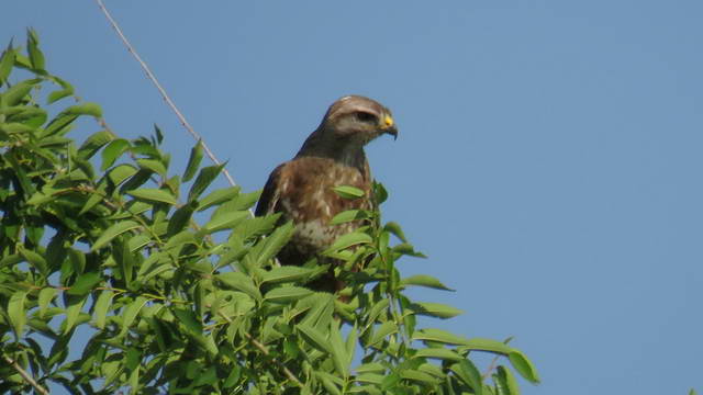 Какие виды птиц улетают зимой из России на юг, в тёплые края перезимовать