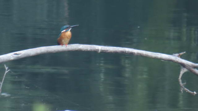 Какие виды птиц улетают зимой из России на юг, в тёплые края перезимовать