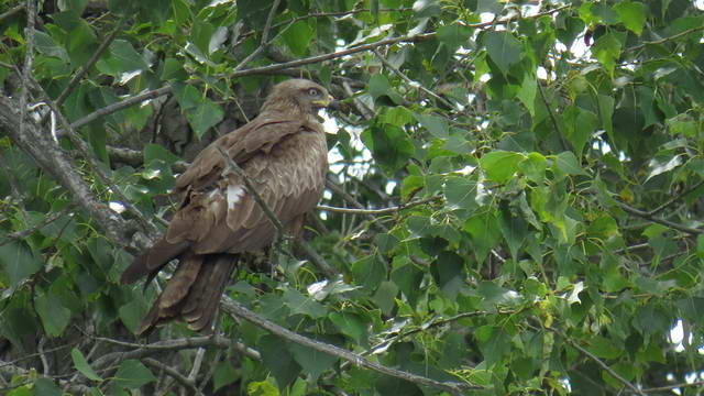 Какие виды птиц улетают зимой из России на юг, в тёплые края перезимовать