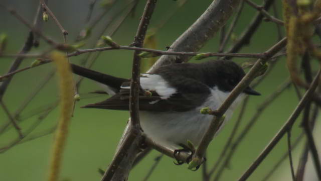 Какие виды птиц улетают зимой из России на юг, в тёплые края перезимовать