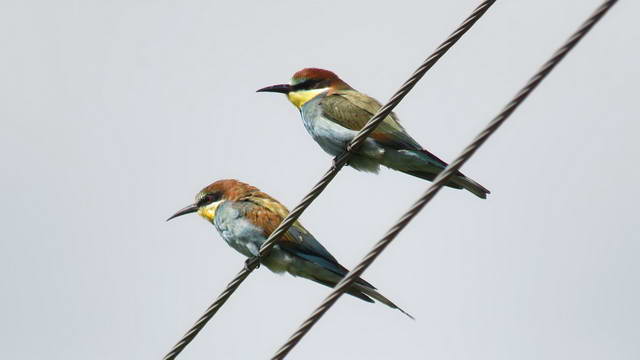 Какие виды птиц улетают зимой из России на юг, в тёплые края перезимовать