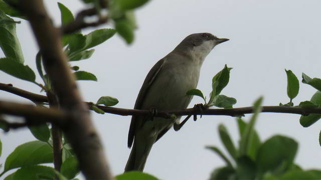 Какие виды птиц улетают зимой из России на юг, в тёплые края перезимовать