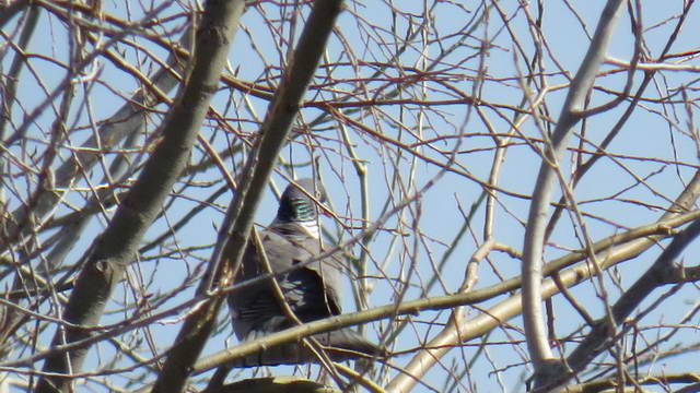 Какие виды птиц улетают зимой из России на юг, в тёплые края перезимовать