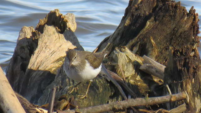 Какие виды птиц улетают зимой из России на юг, в тёплые края перезимовать