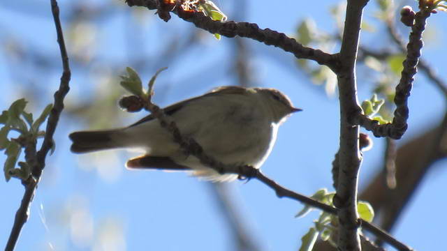 Какие виды птиц улетают зимой из России на юг, в тёплые края перезимовать