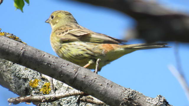 Какие виды птиц улетают зимой из России на юг, в тёплые края перезимовать