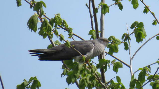 Какие виды птиц улетают зимой из России на юг, в тёплые края перезимовать