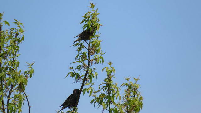 Какие виды птиц улетают зимой из России на юг, в тёплые края перезимовать