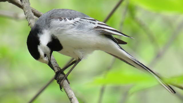 Какие виды птиц улетают зимой из России на юг, в тёплые края перезимовать