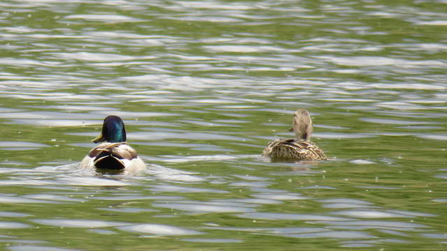 Какие виды птиц улетают зимой из России на юг, в тёплые края перезимовать