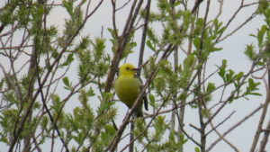 Какие виды птиц улетают зимой из России на юг, в тёплые края перезимовать