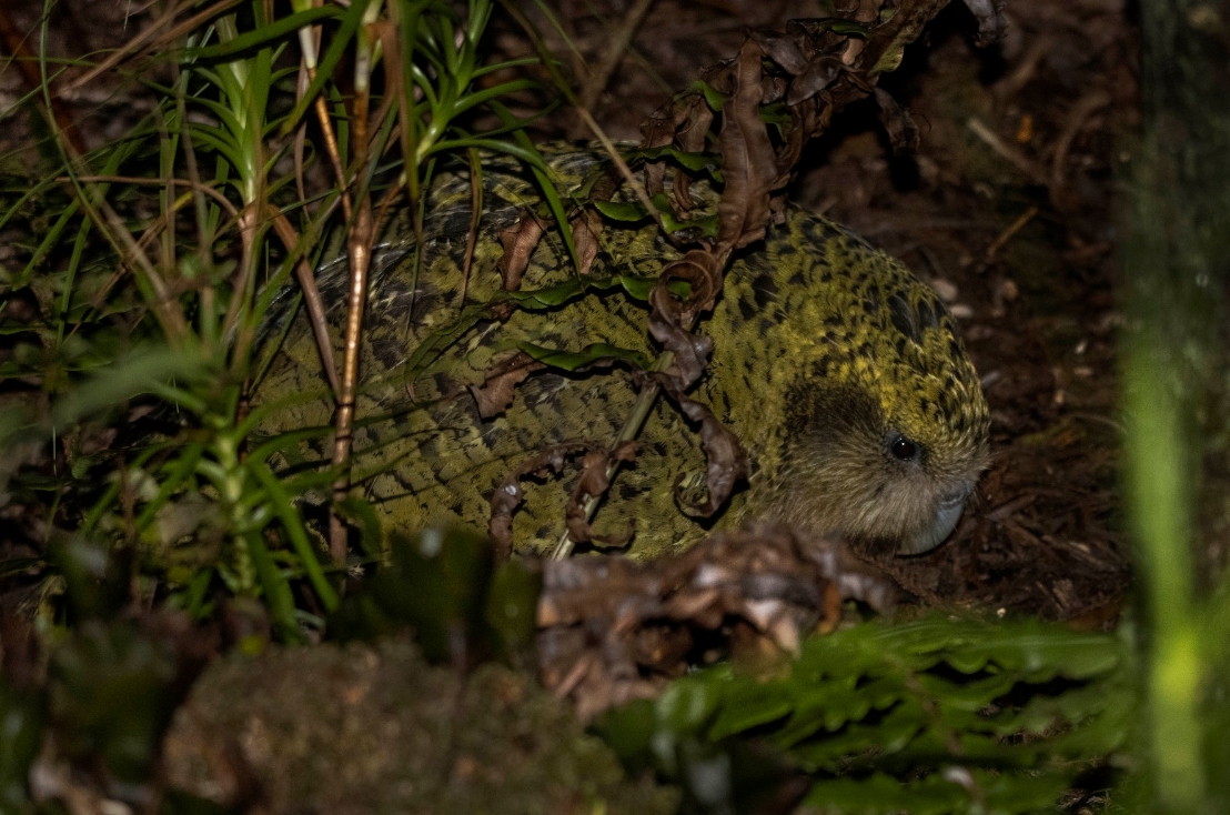 Какапо визуально похож на других новозеландских попугаев