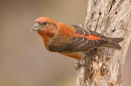 Сколько живет клест Где обитает клест