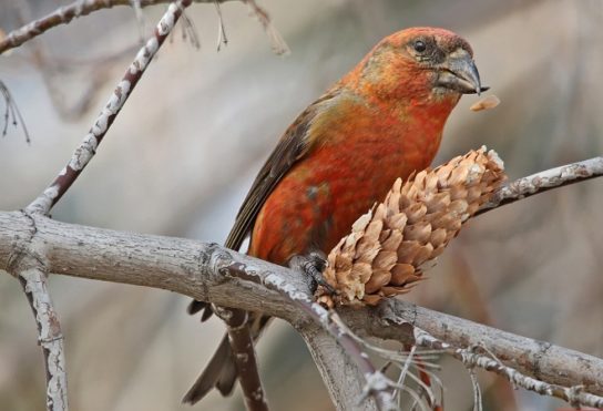 Клест картинка Чем питается клест
