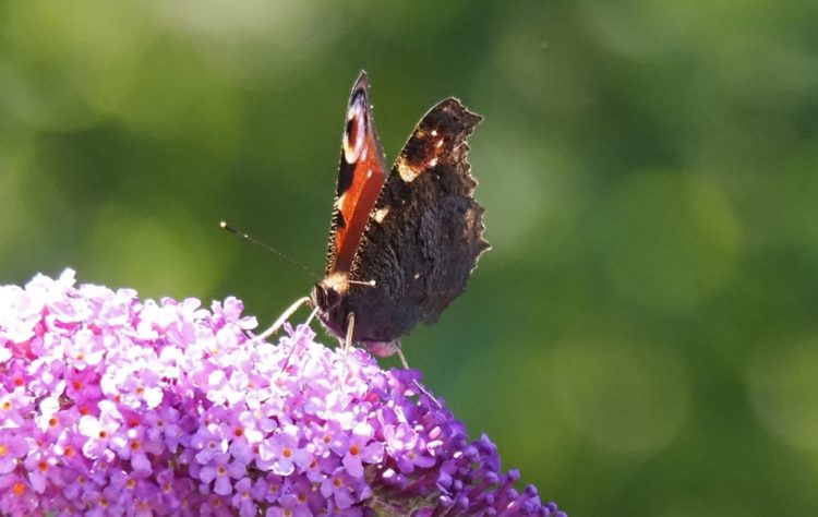 Павлиний глаз