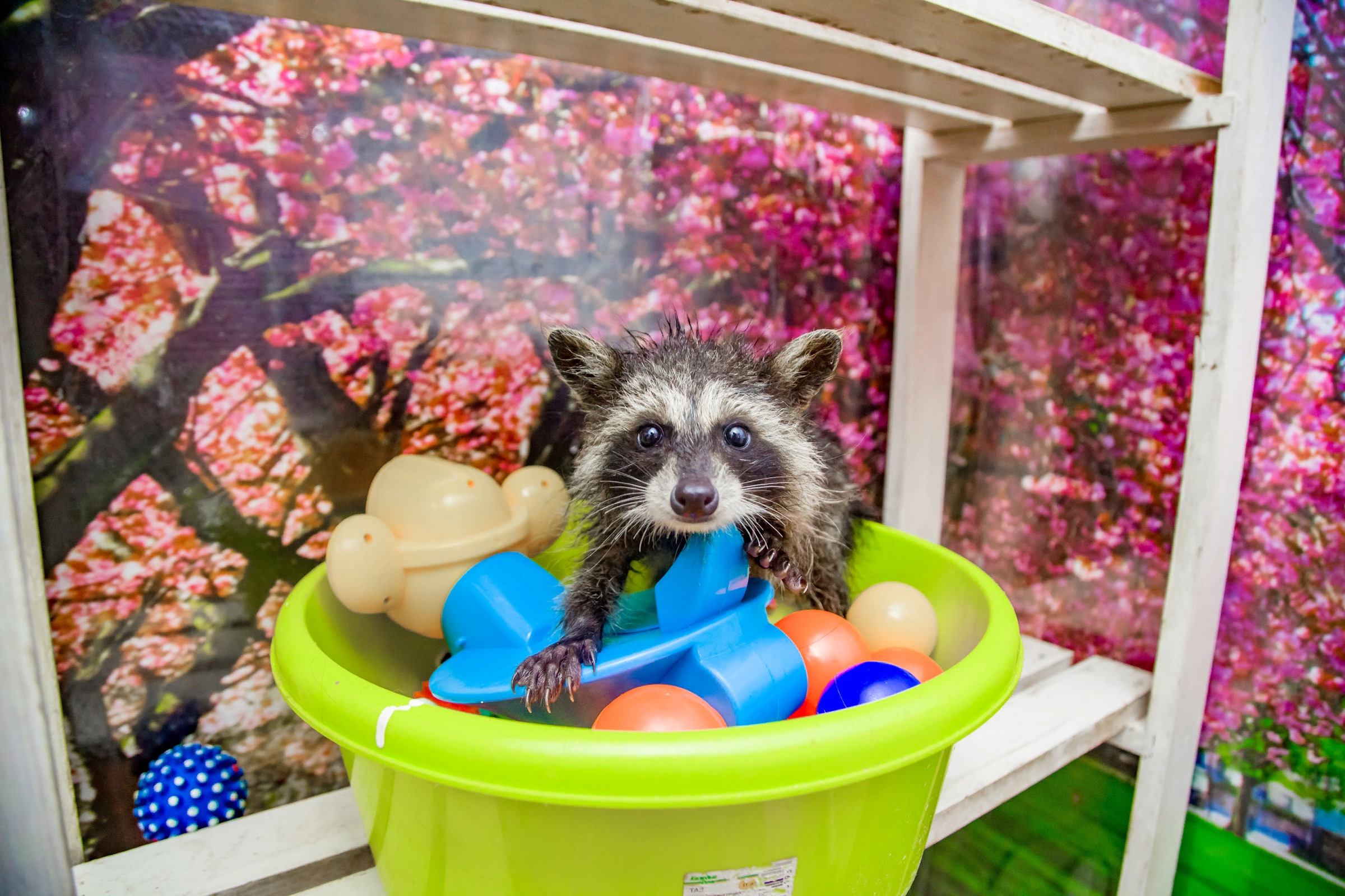 Енот-полоскун в доме