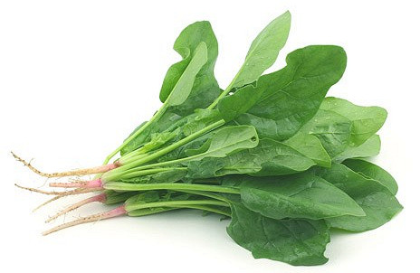 Попугай какарик: внешний вид, содержание, как приручить